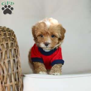 Brady, Cavapoo Puppy